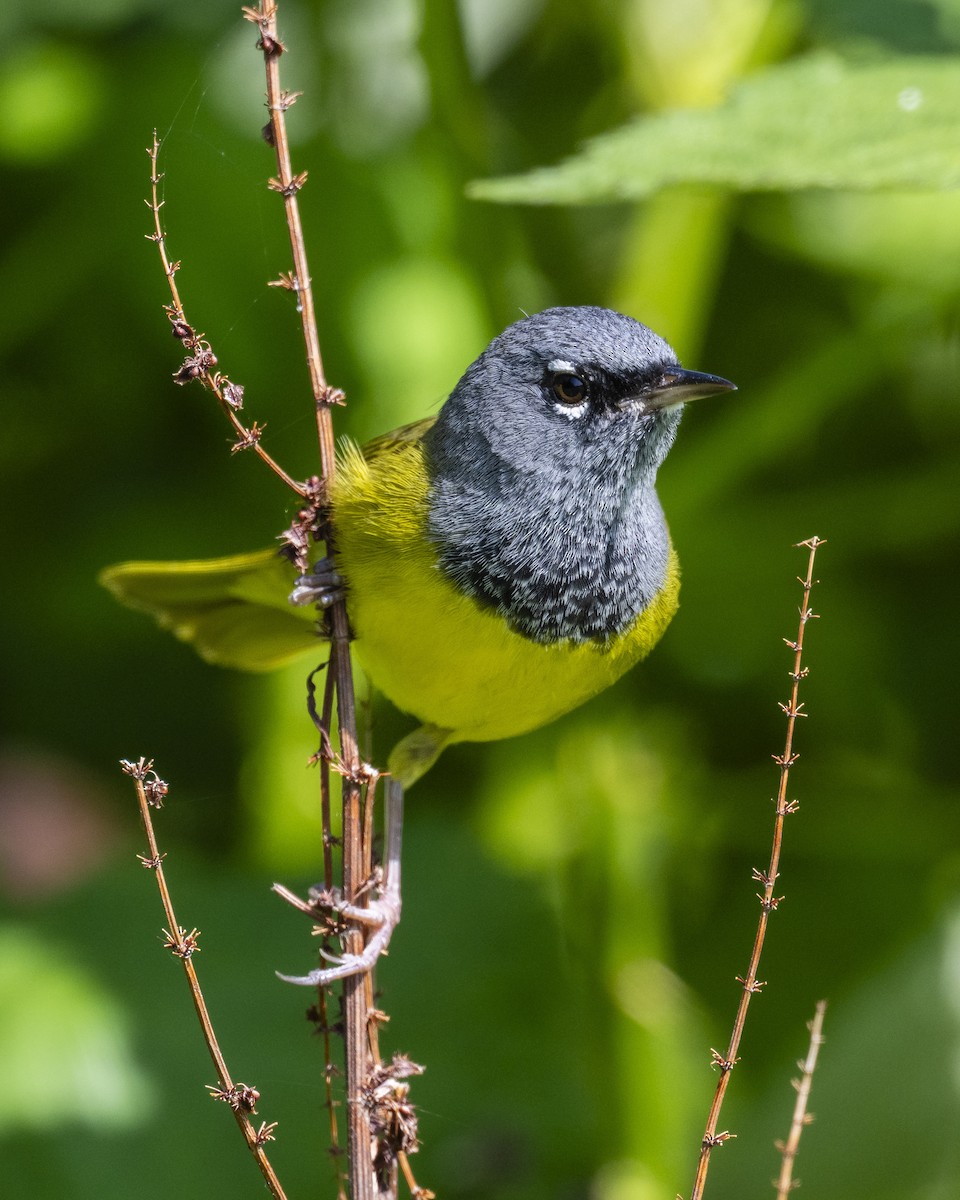 MacGillivray's Warbler - ML619361562