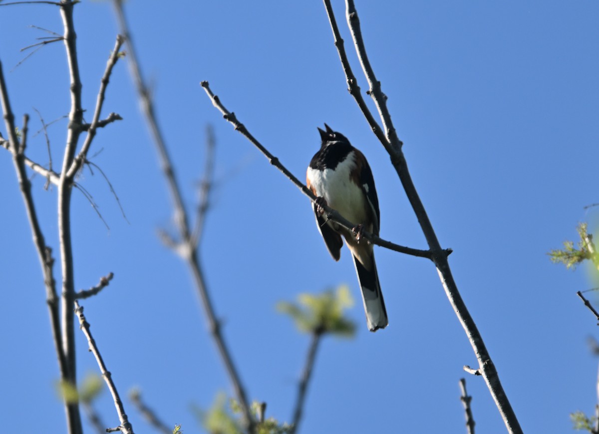 Eastern Towhee - Louis Lemay