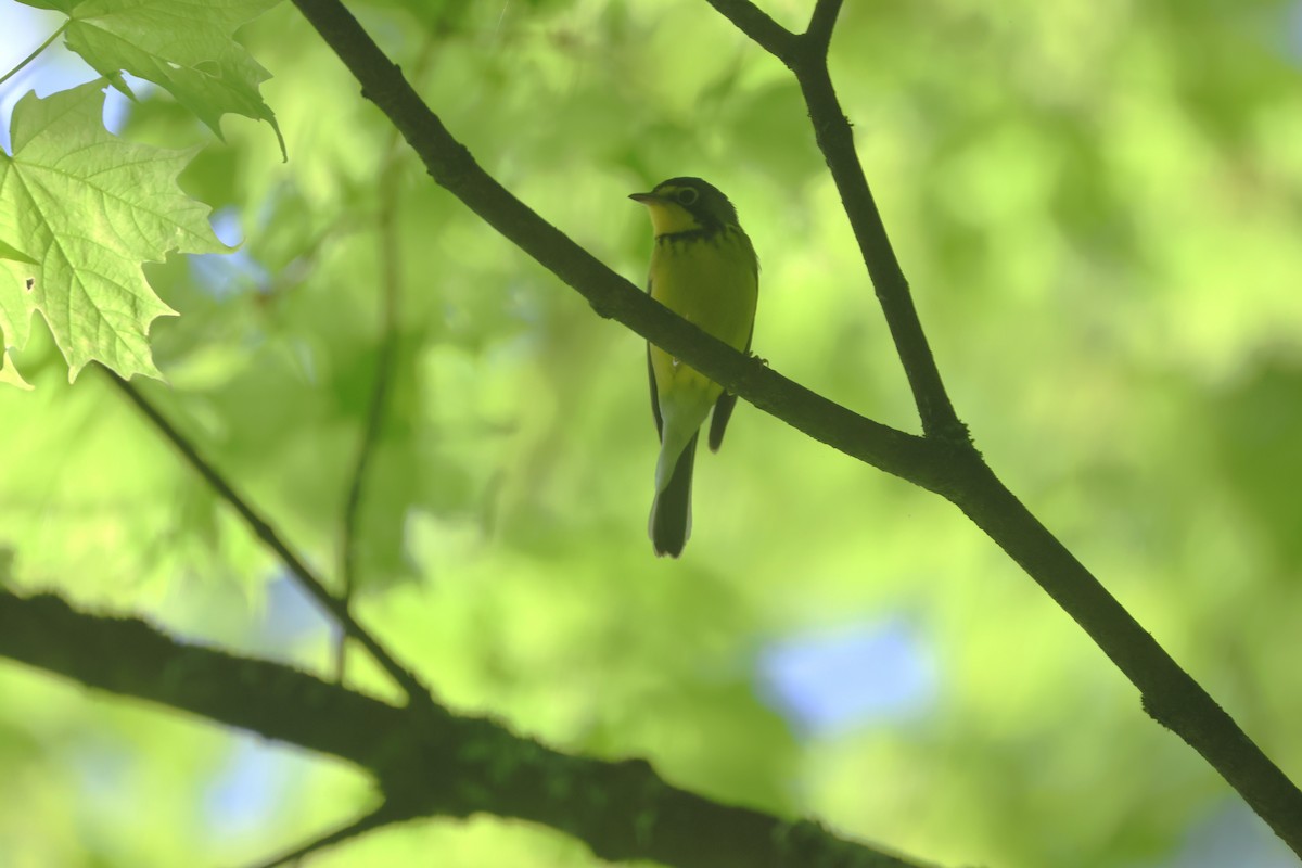 Canada Warbler - Alan Dupuis