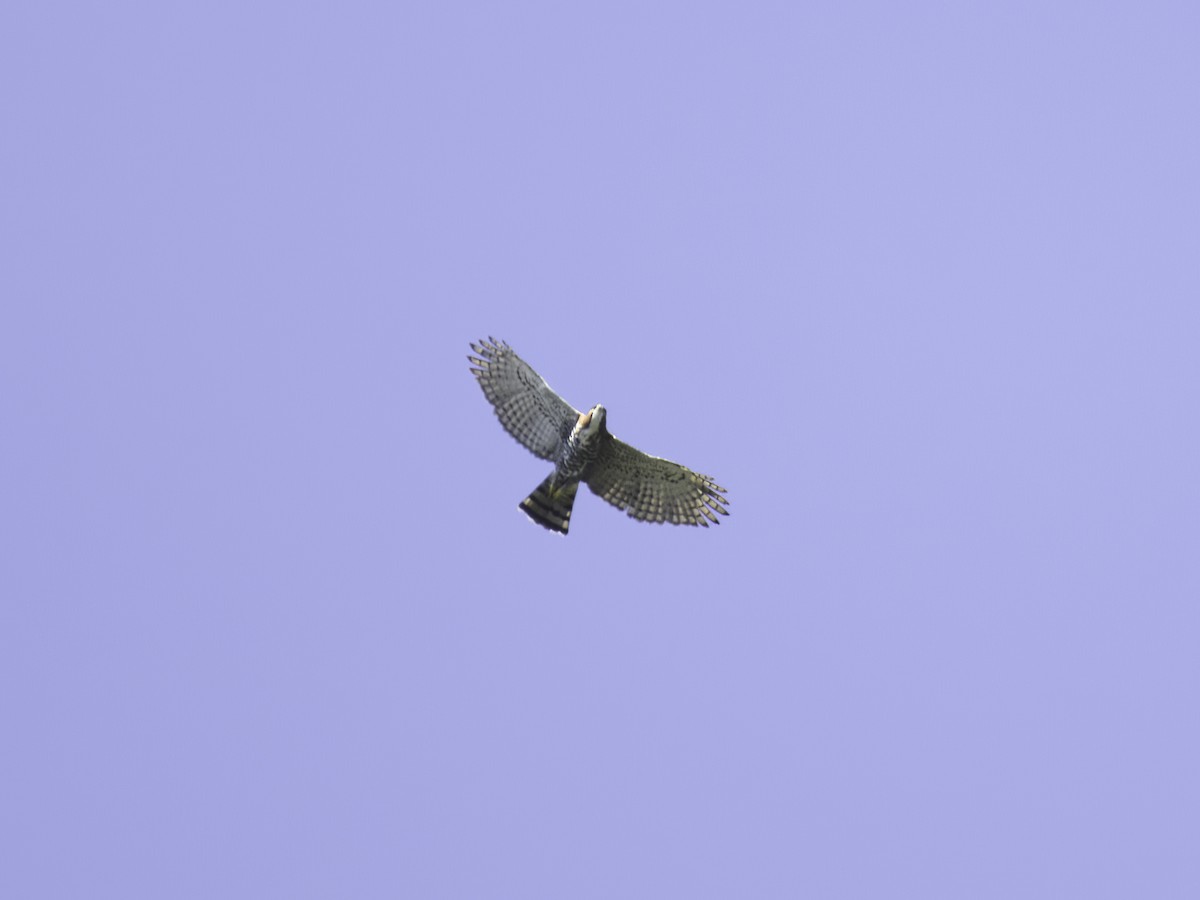 Ornate Hawk-Eagle - Alex Mesquita