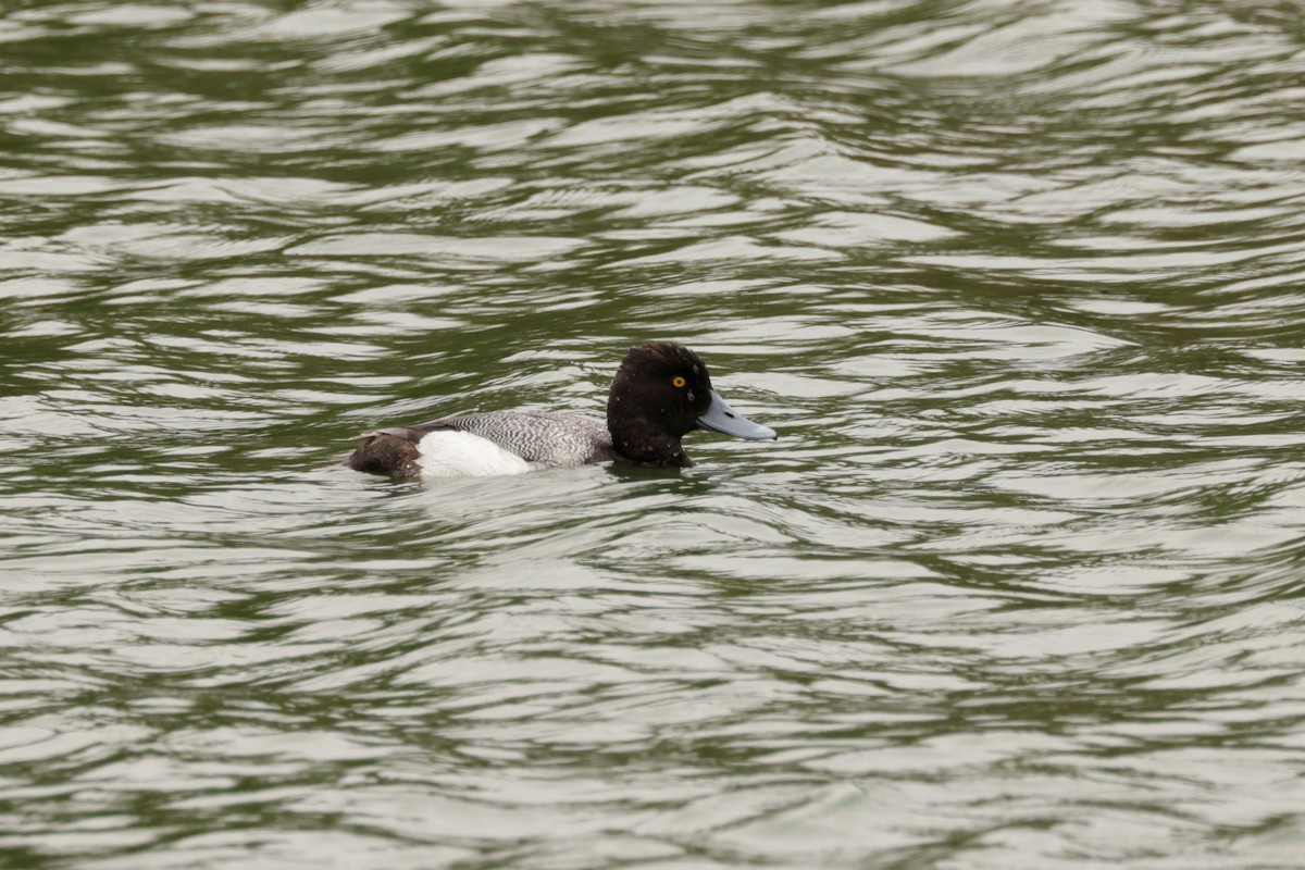 Lesser Scaup - ML619361584