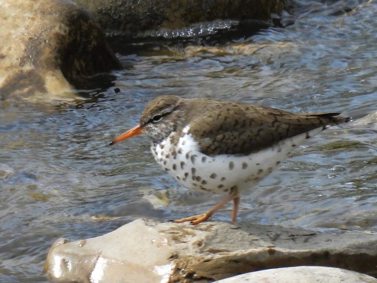 Spotted Sandpiper - Pam Hawkes
