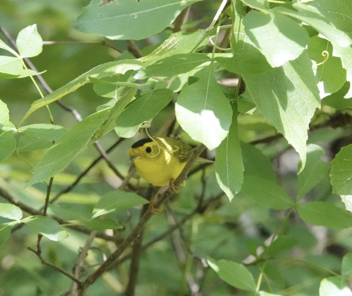 Wilson's Warbler - ML619361590