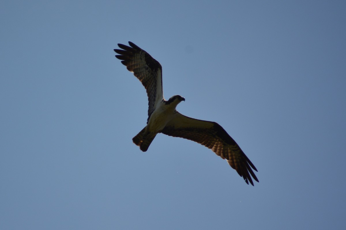 Osprey - Meron Abraham