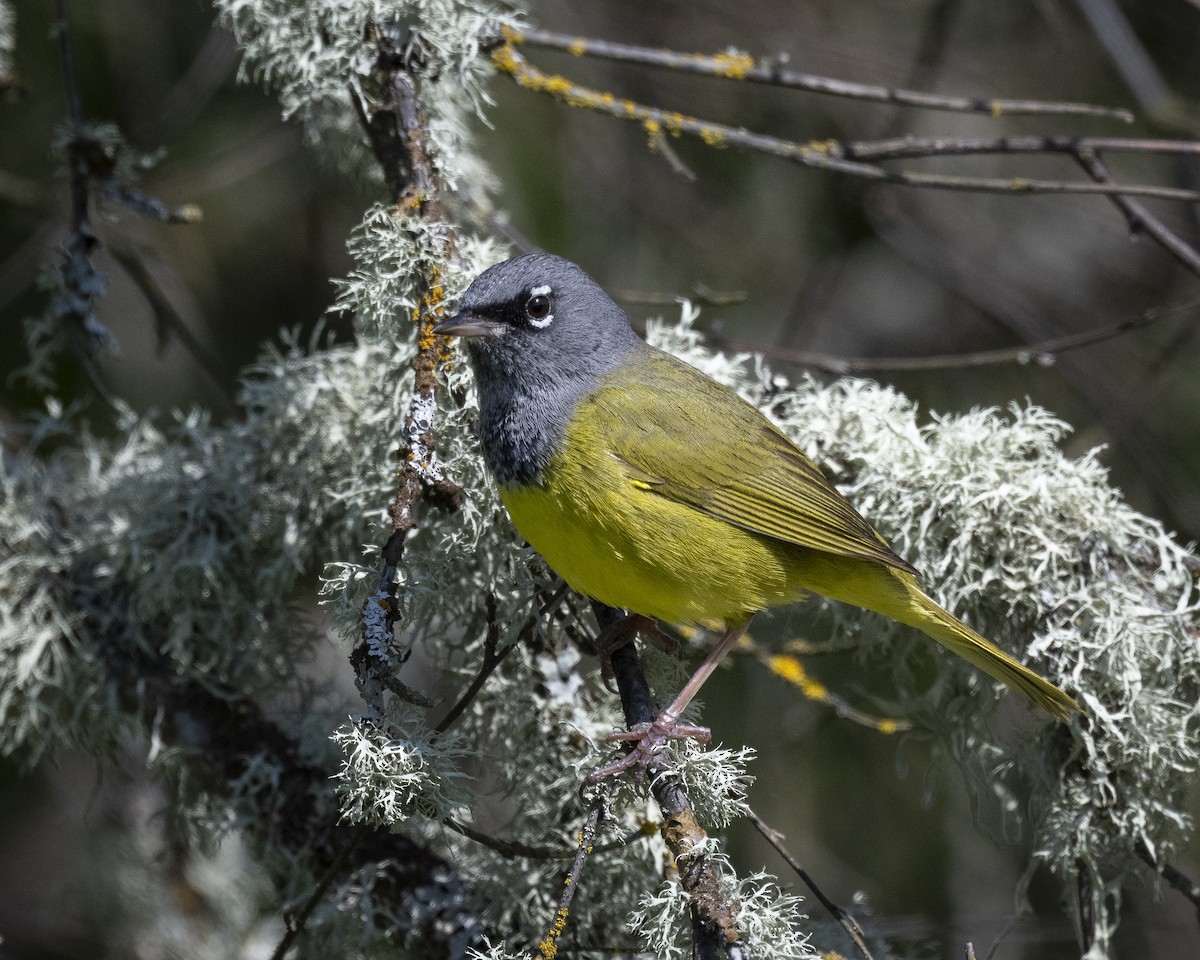 MacGillivray's Warbler - Denise Kinsey