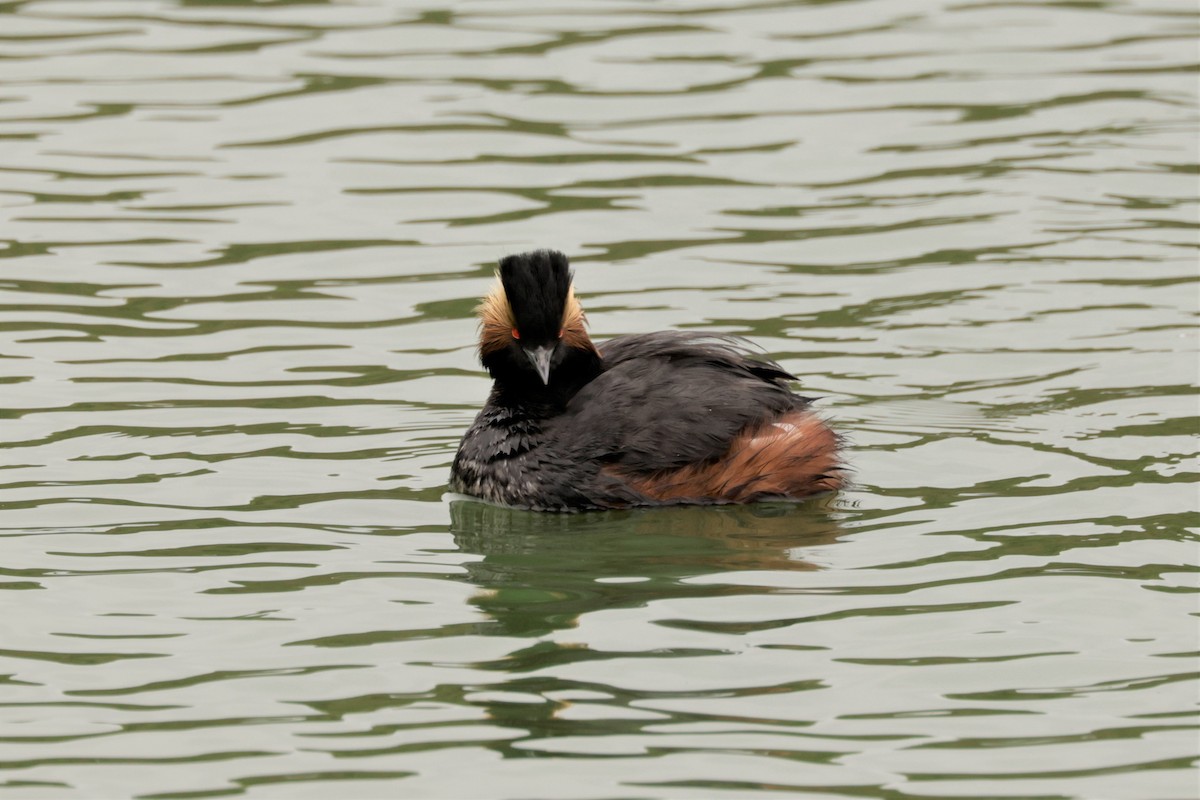 Eared Grebe - Russ Namitz