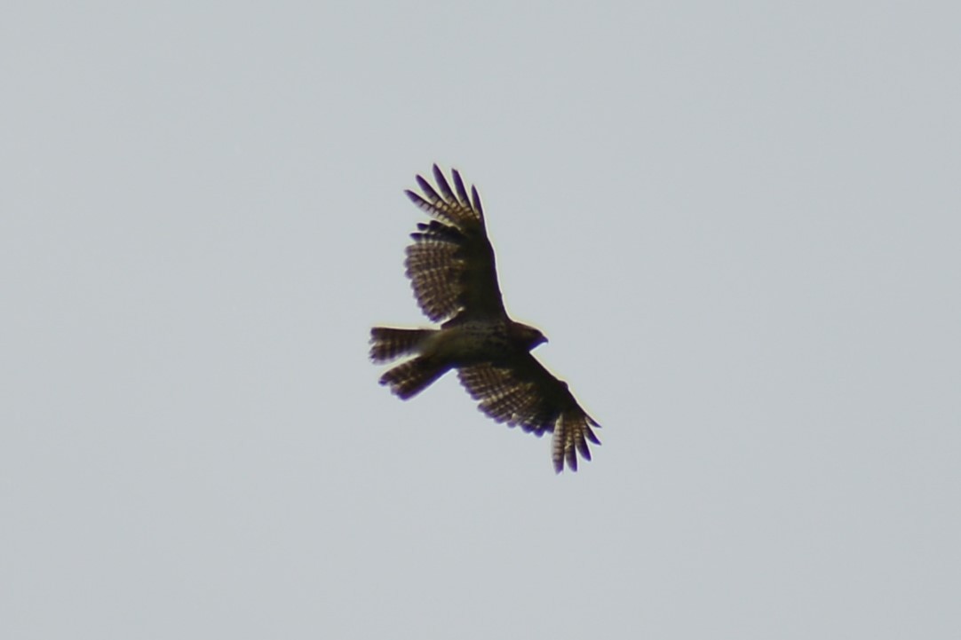 Red-shouldered Hawk - ML619361618