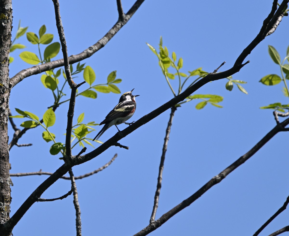 Chestnut-sided Warbler - Louis Lemay