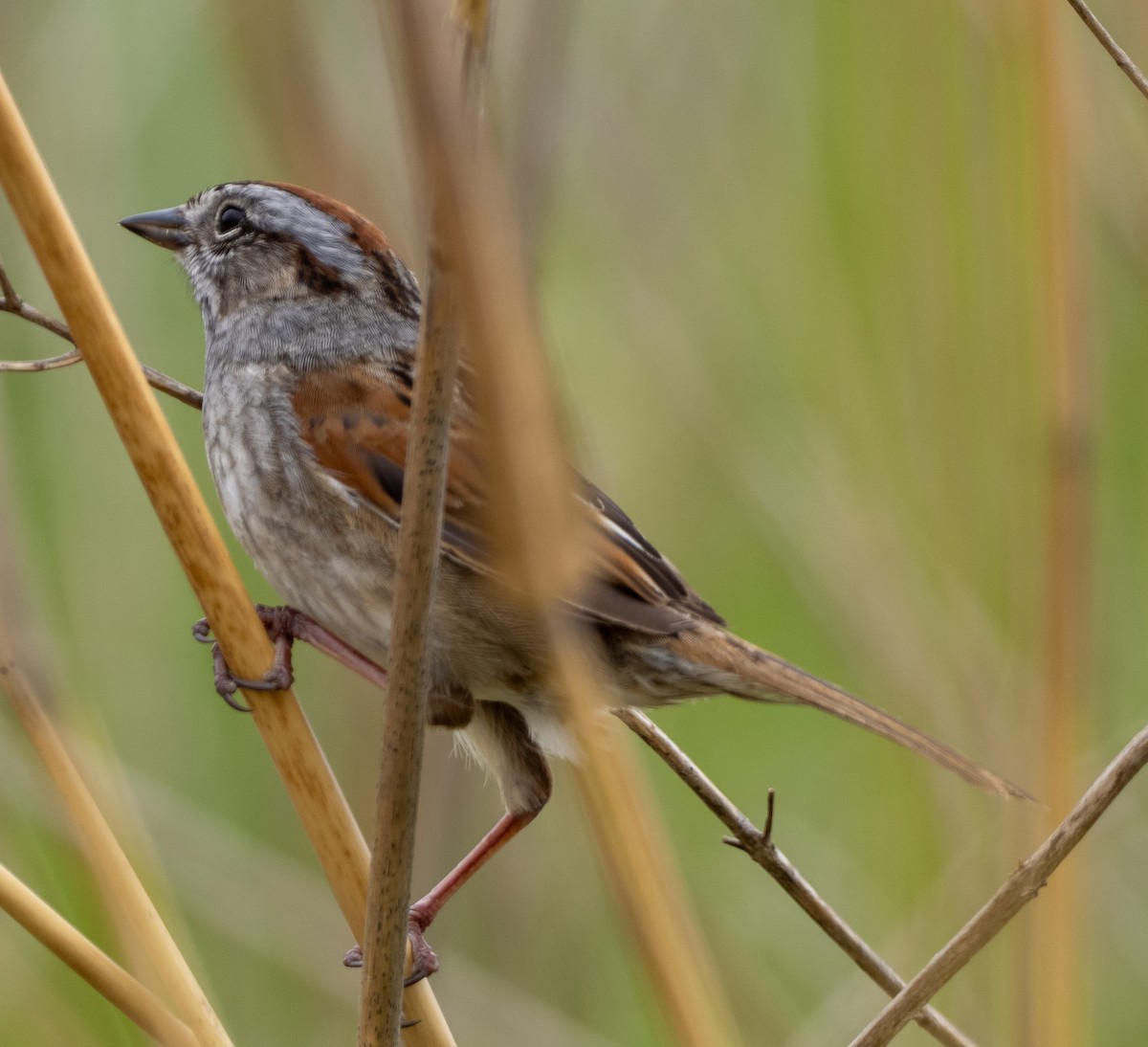 Swamp Sparrow - Sam Zuckerman