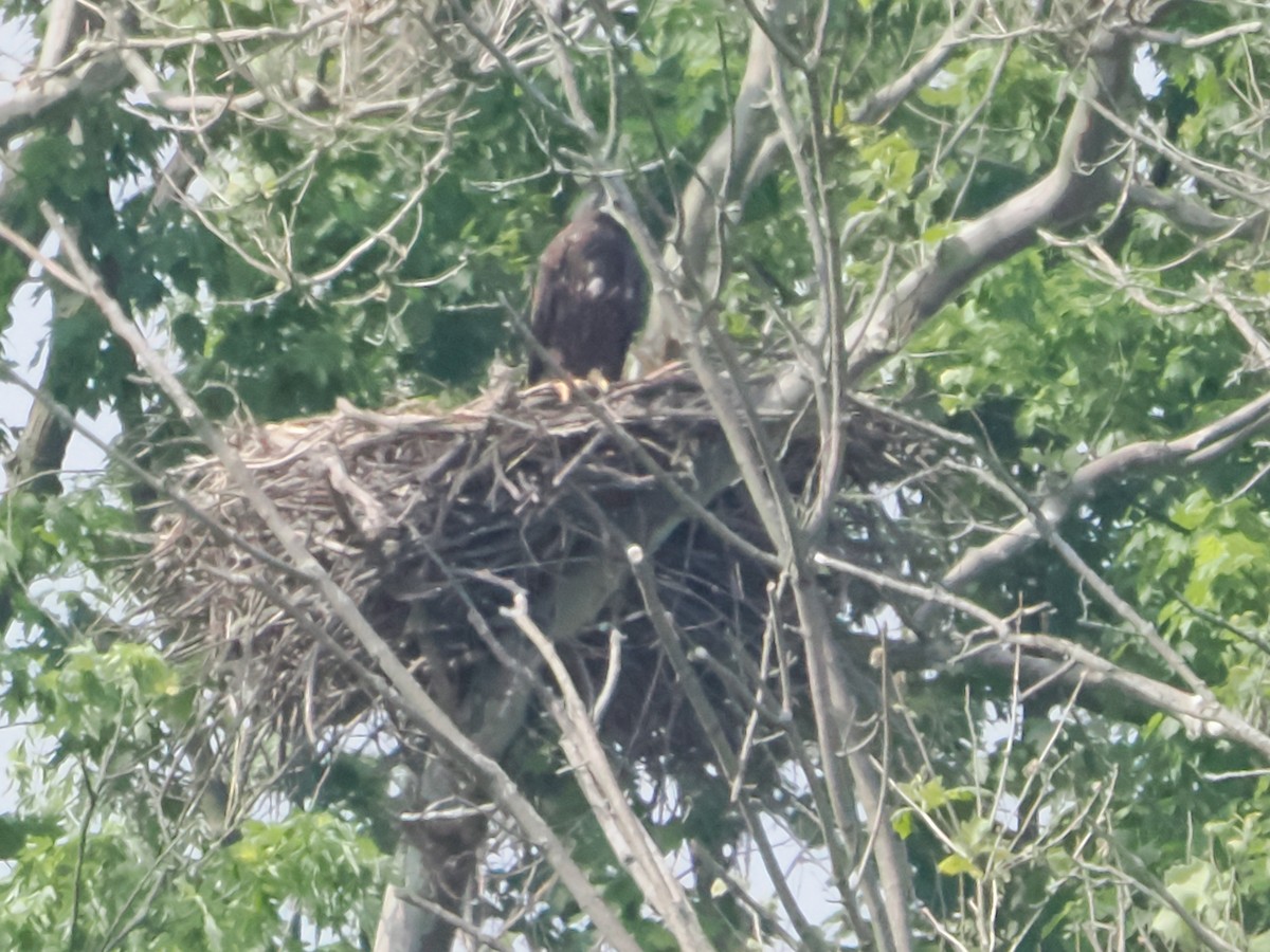 Bald Eagle - ML619361636