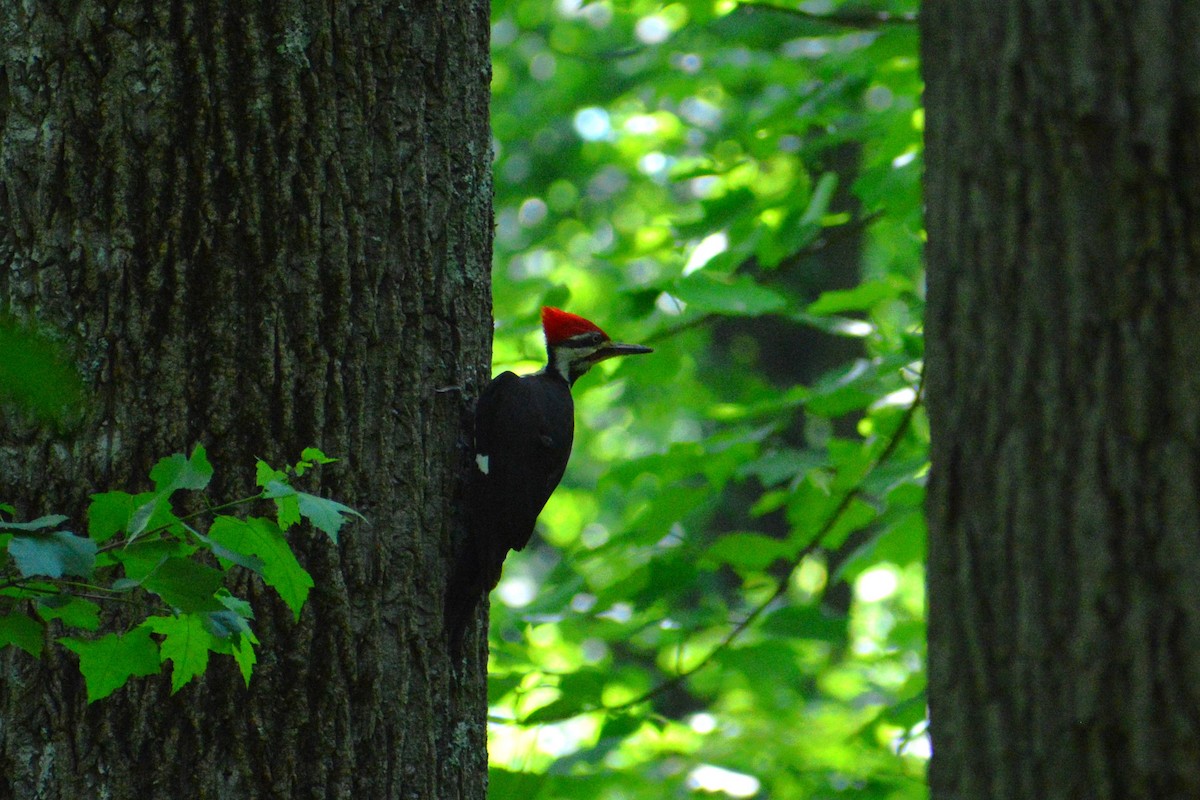 Pileated Woodpecker - ML619361638