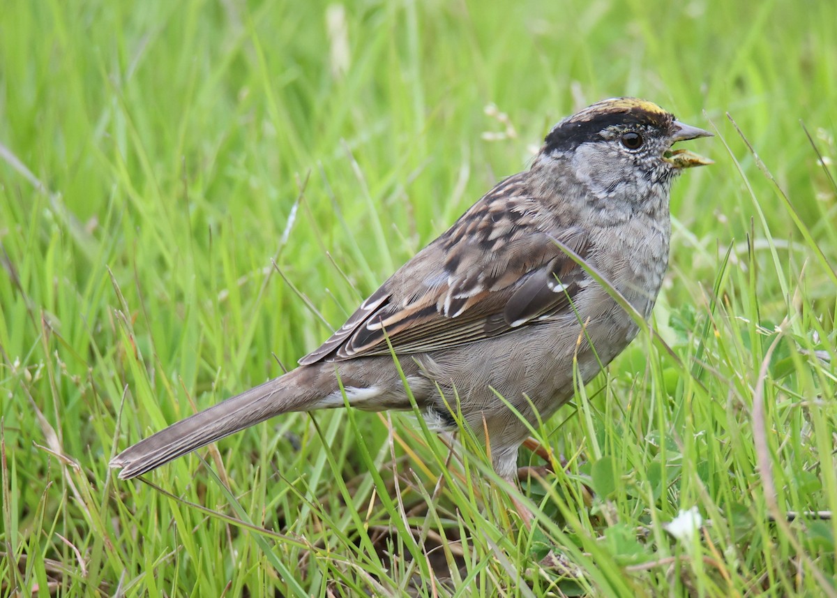 Golden-crowned Sparrow - Linda Dalton