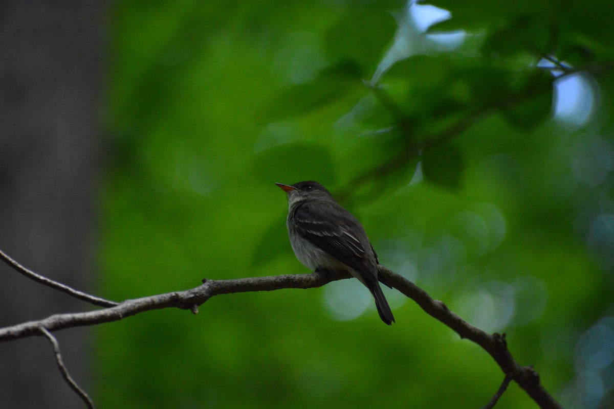 Eastern Wood-Pewee - ML619361654