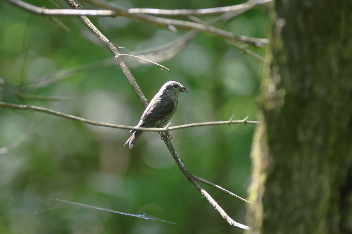 Red Crossbill - ML619361656