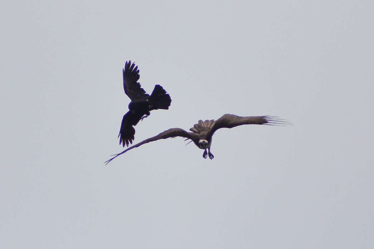 American Crow - ML619361674