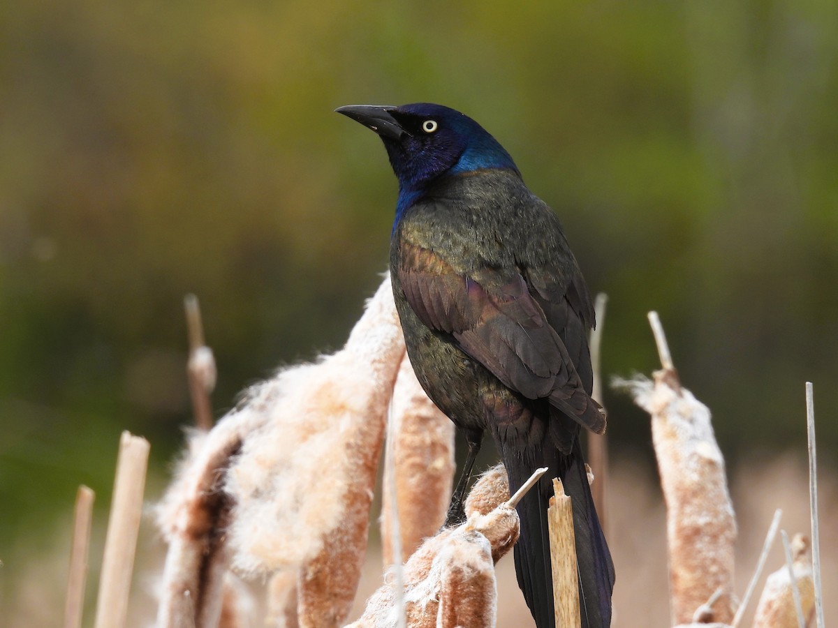 Common Grackle - Pam Hawkes