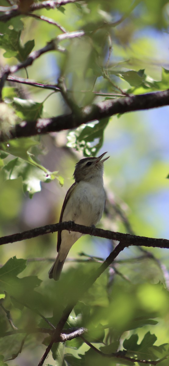 Warbling Vireo - Keith Larson