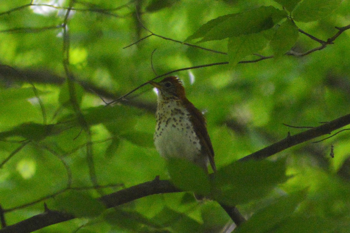 Wood Thrush - ML619361697