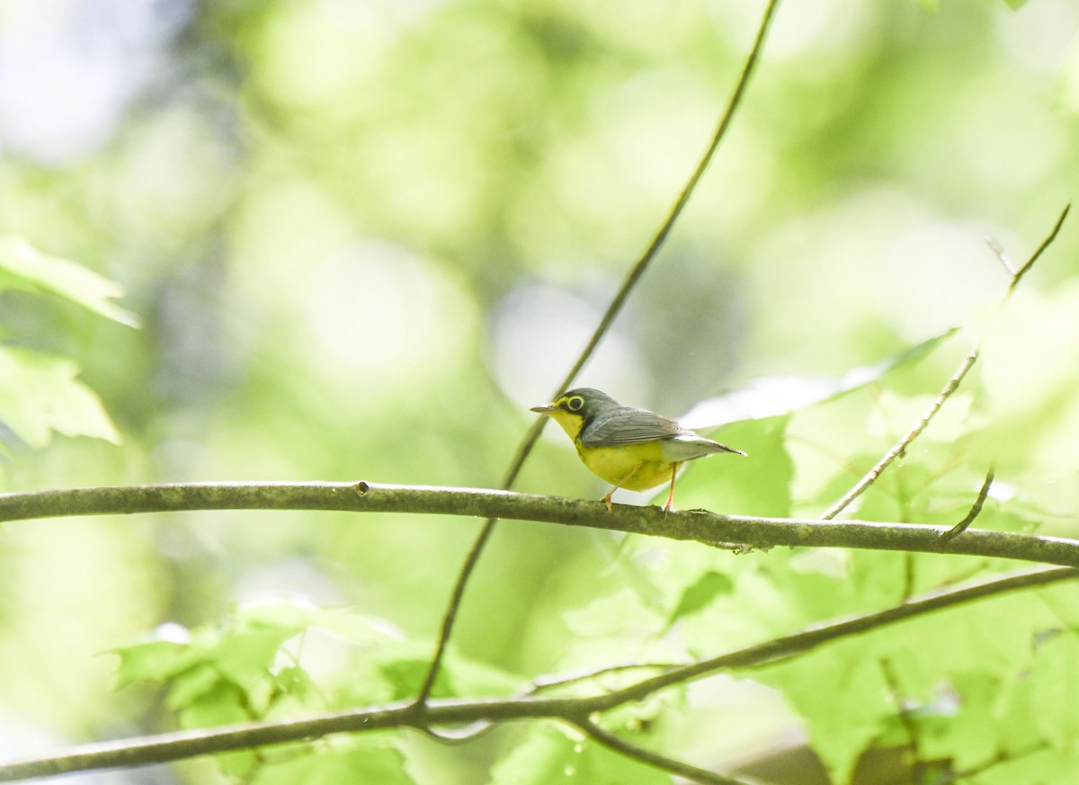 Canada Warbler - Tom and Janet Kuehl