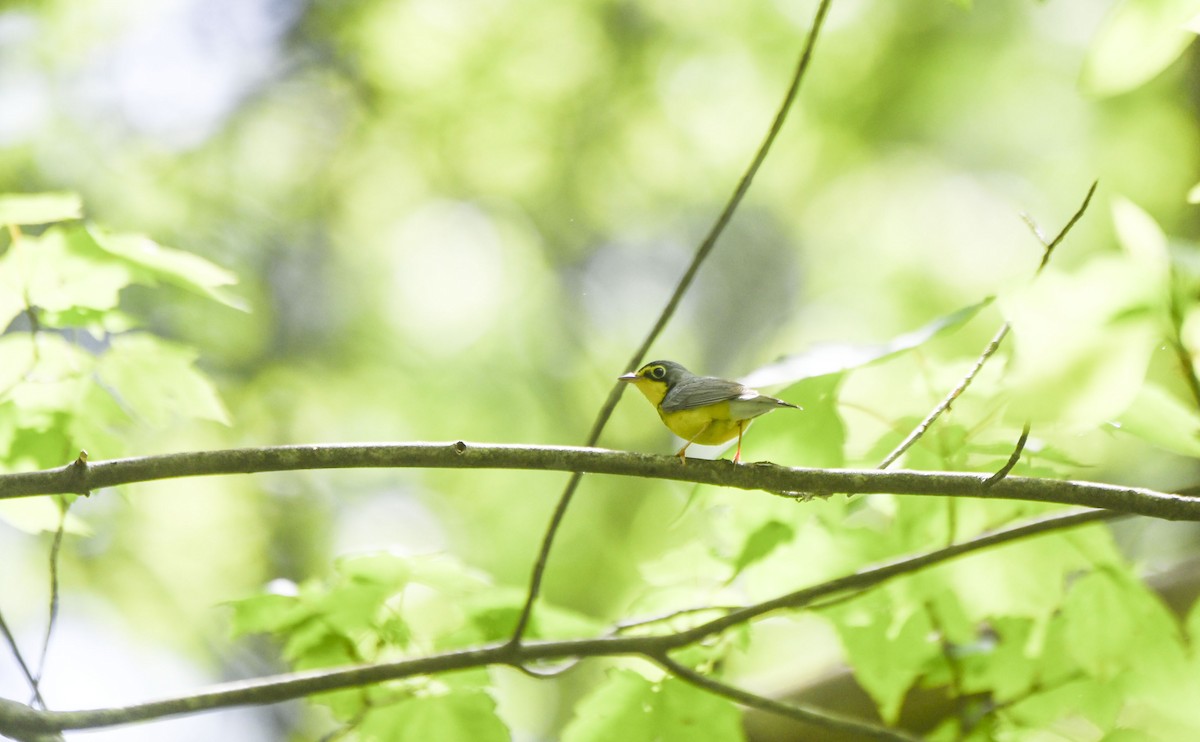 Canada Warbler - Tom and Janet Kuehl