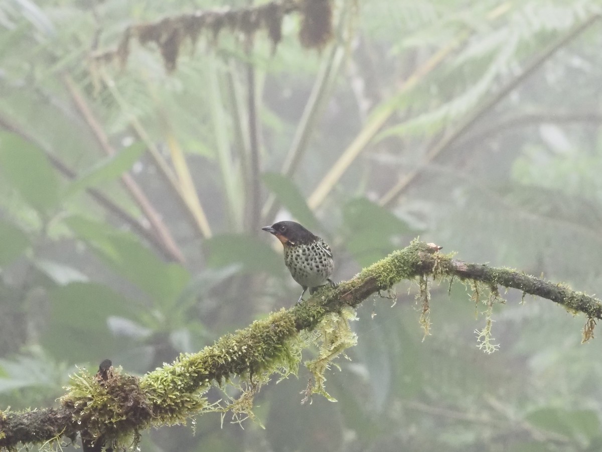 Rufous-throated Tanager - Bob Maddox