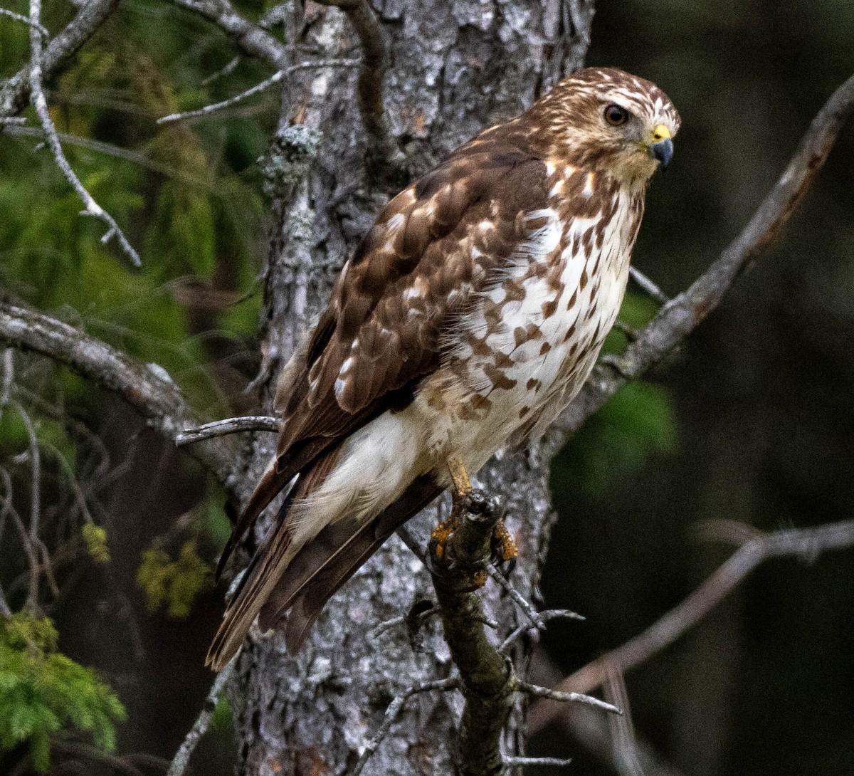 Broad-winged Hawk - Richard Thunen