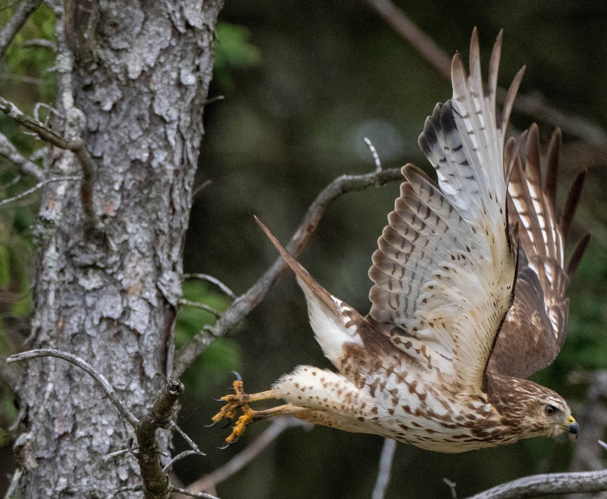 Broad-winged Hawk - ML619361734