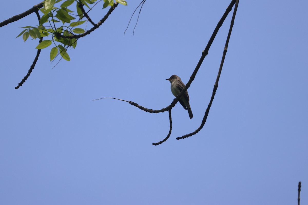 Eastern Wood-Pewee - ML619361737