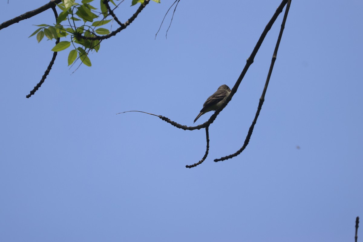 Eastern Wood-Pewee - Alan Dupuis