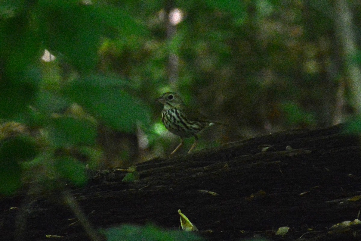 Ovenbird - ML619361739