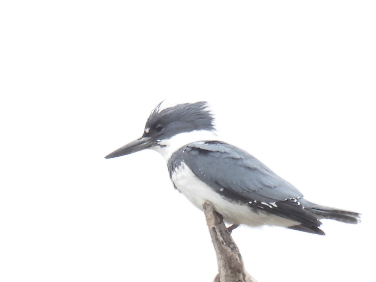 Belted Kingfisher - Pam Hawkes