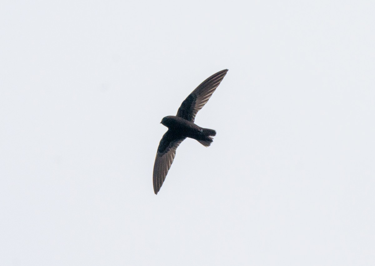 White-chinned Swift - Beny Wilson