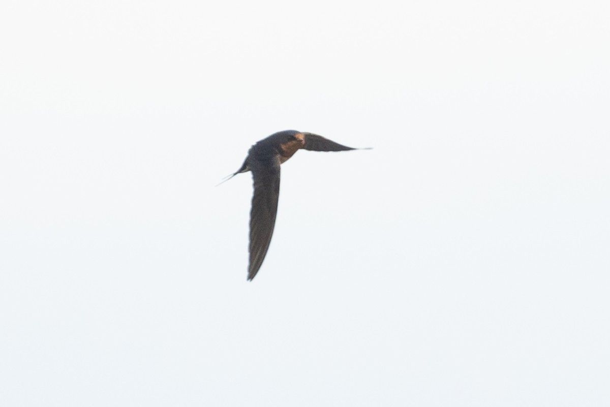 Barn Swallow - ML619361744