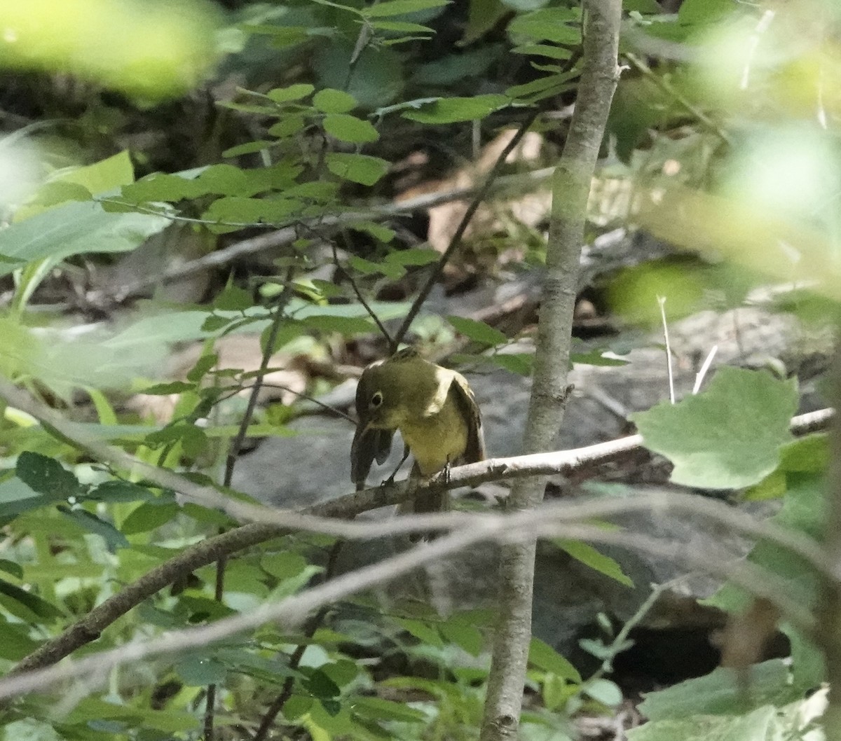 Yellow-bellied Flycatcher - Celeste Treadway