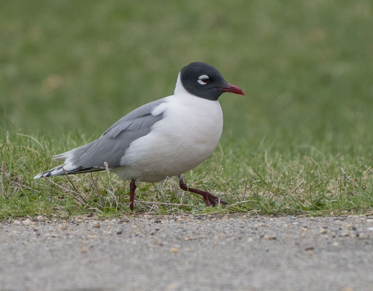 Franklin's Gull - Steve Hovey