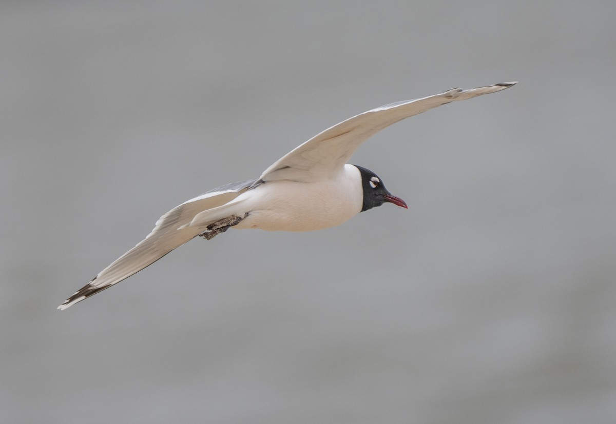 Franklin's Gull - Steve Hovey