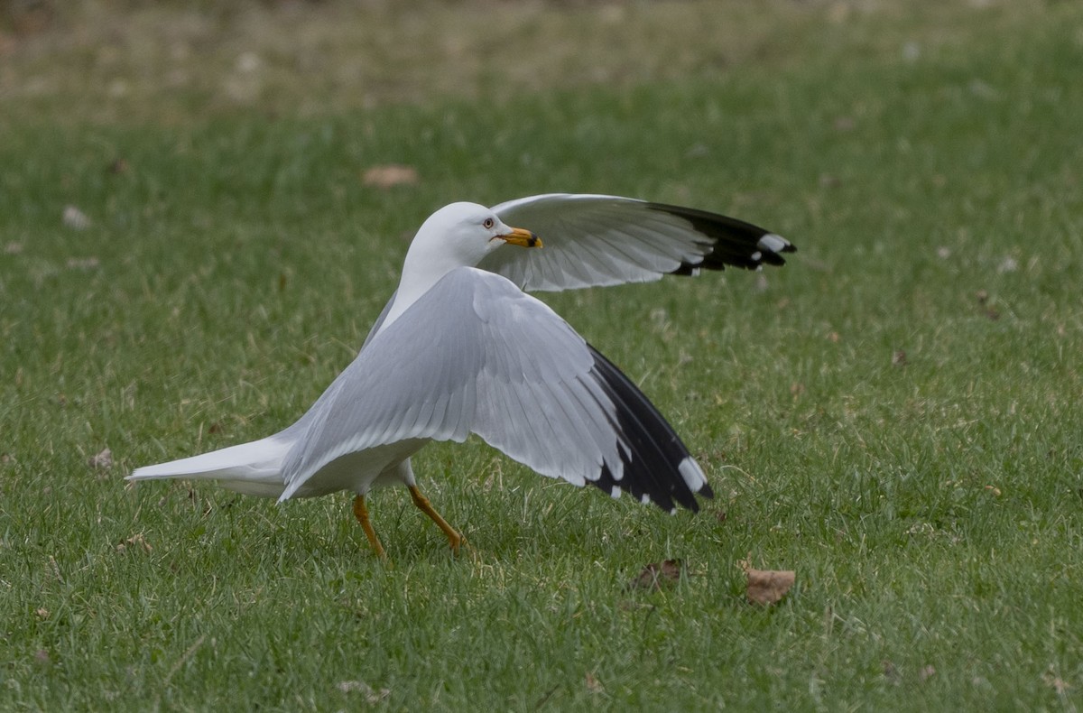 Ring-billed Gull - Steve Hovey