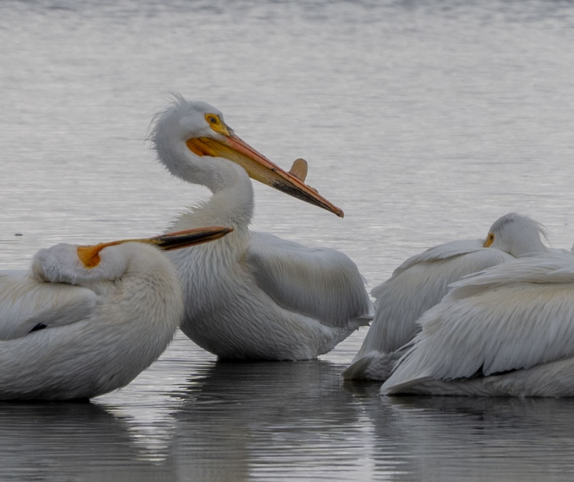 American White Pelican - Steve Hovey