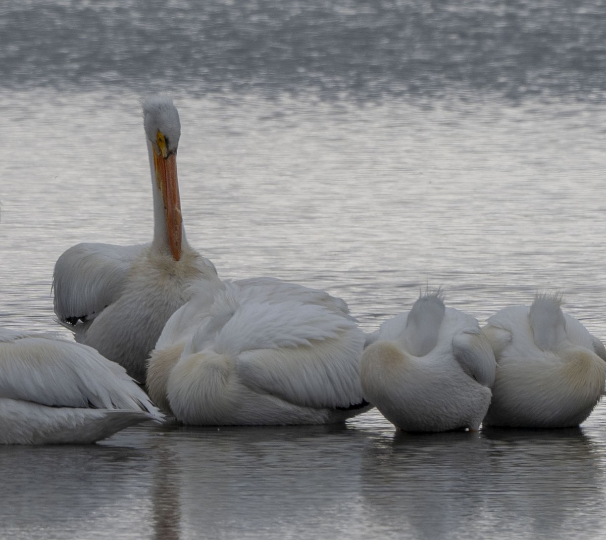 American White Pelican - Steve Hovey