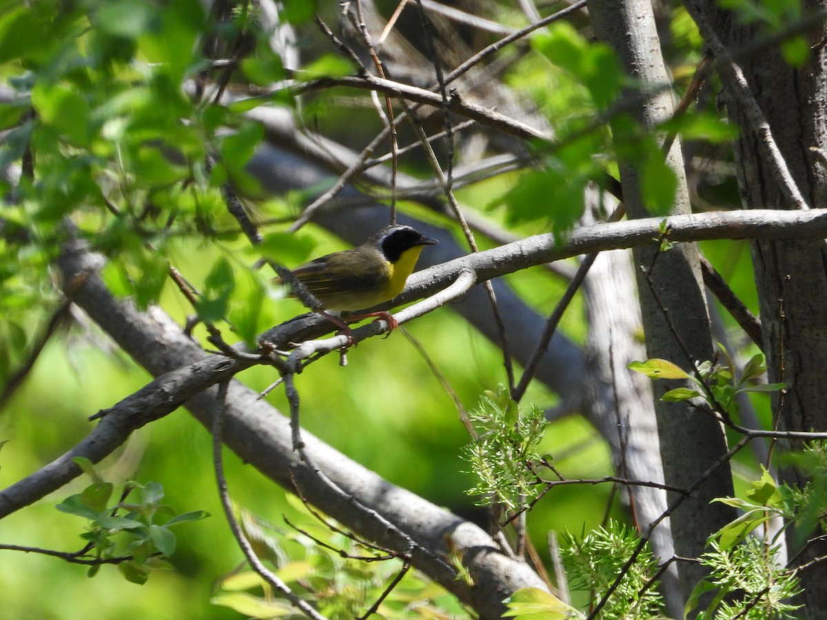 Common Yellowthroat - Chantal Côté