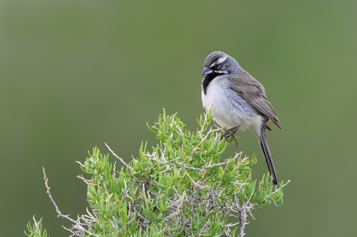 Black-throated Sparrow - Amy Hudechek