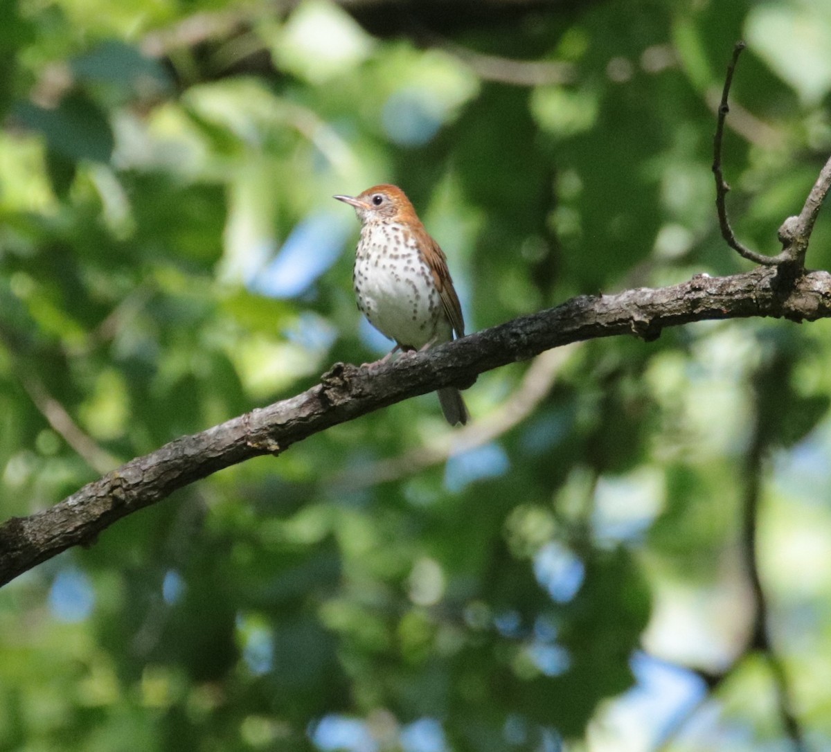 Wood Thrush - Kate Schnurr