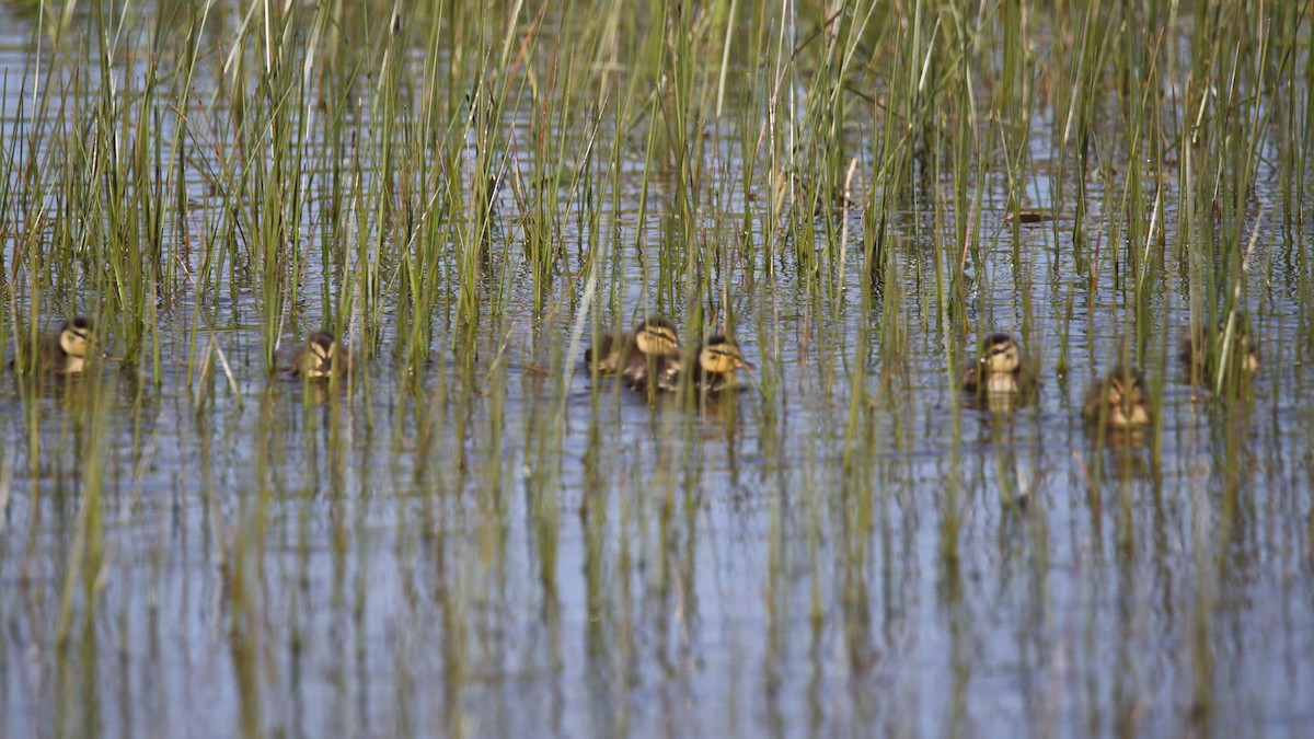 Mallard - ML619361817