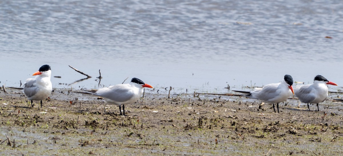 Caspian Tern - Sam Zuckerman