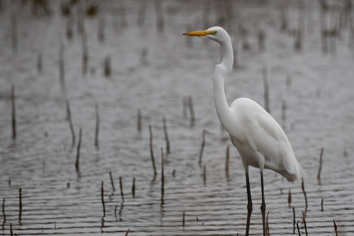 Great Egret - Cynthia  Case