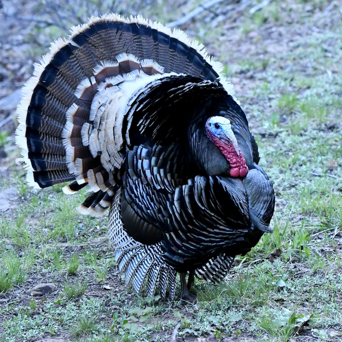 Wild Turkey - M Nagy