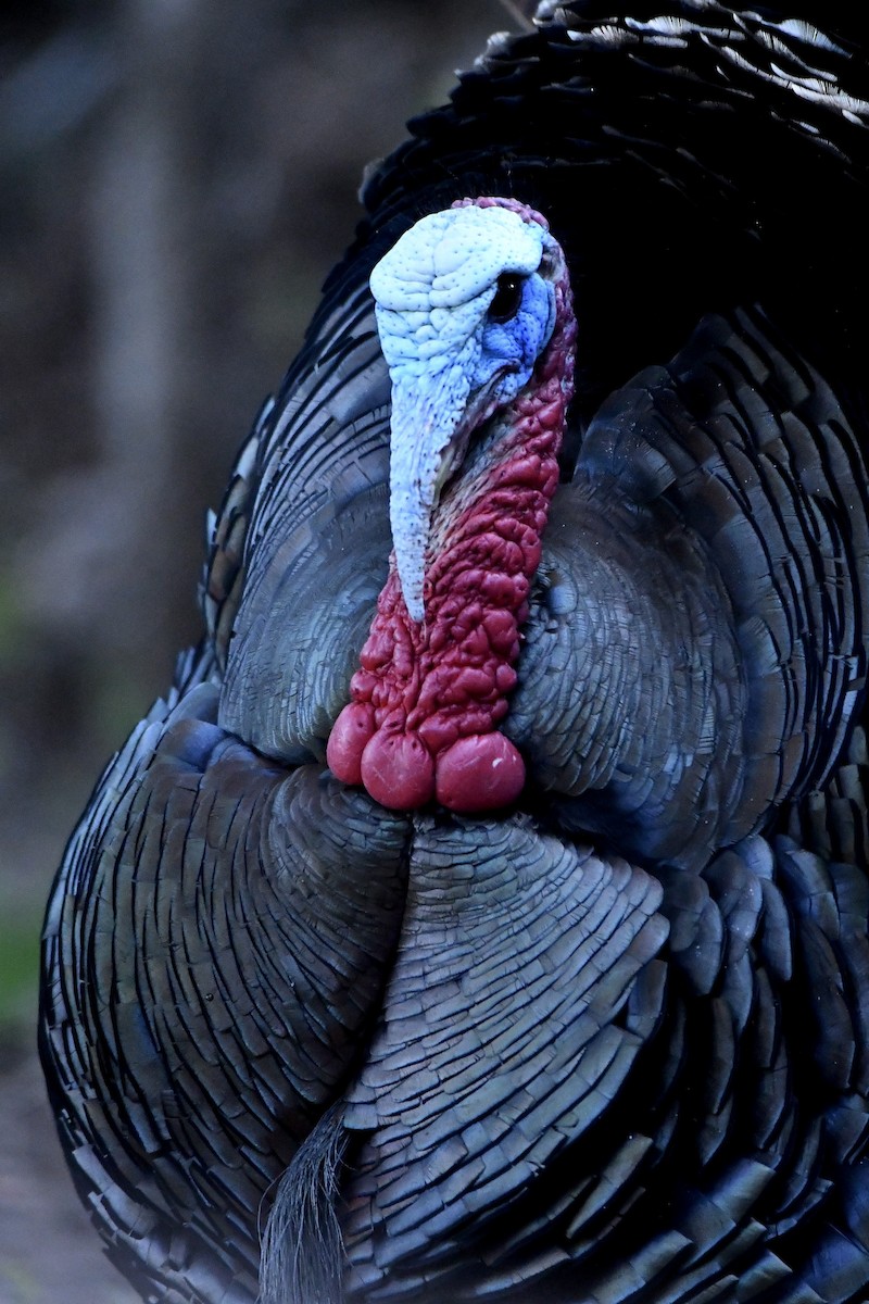 Wild Turkey - M Nagy