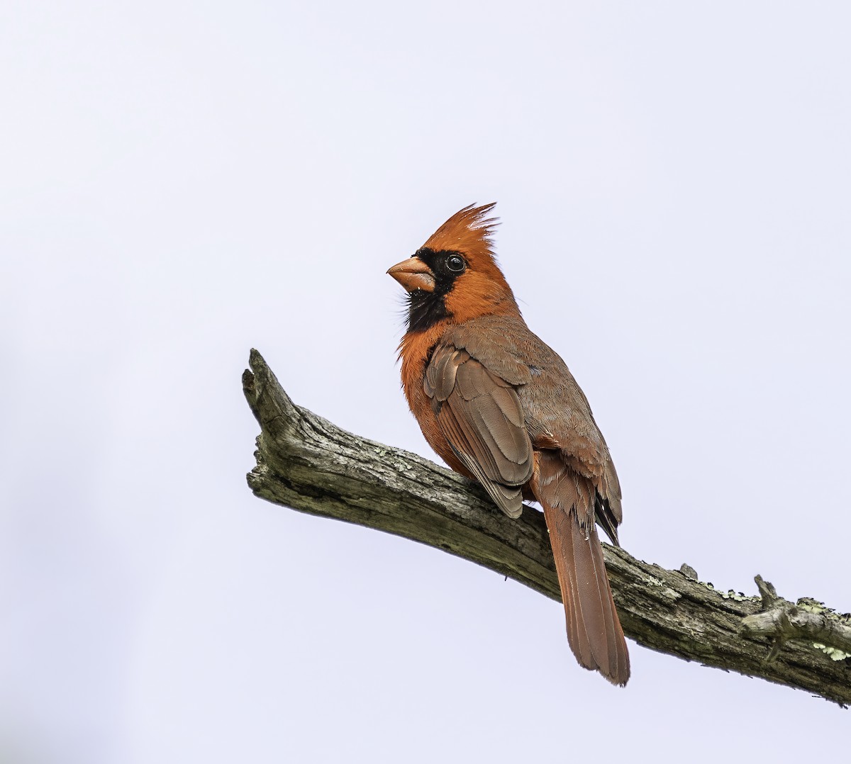 Cardinal rouge - ML619361857