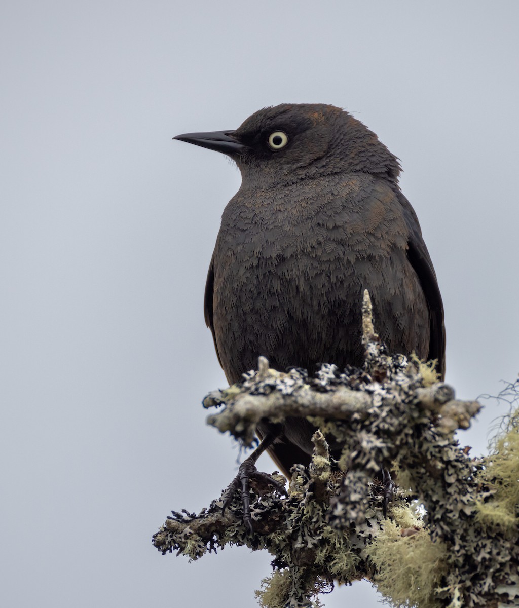 Rusty Blackbird - John Alexander