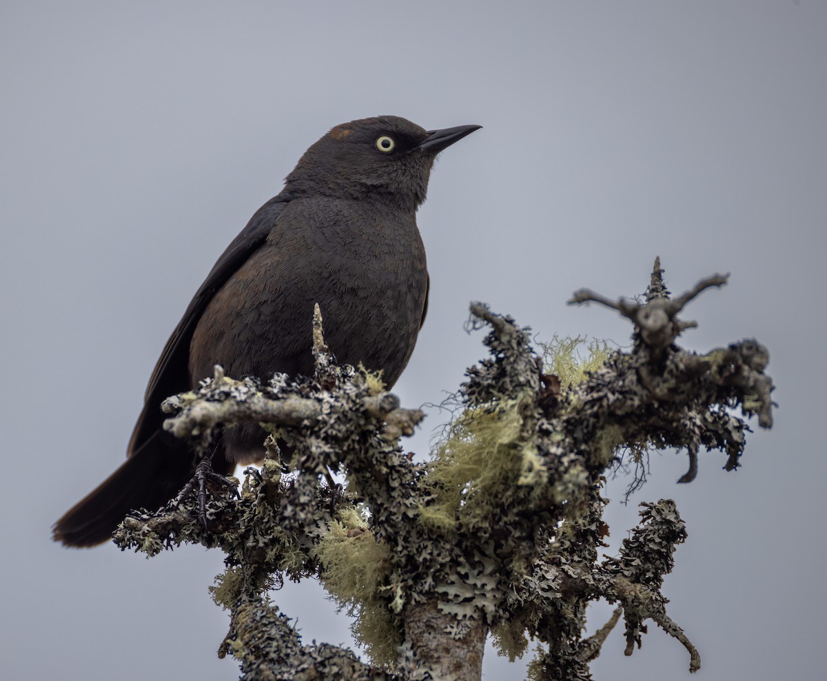 Rusty Blackbird - John Alexander